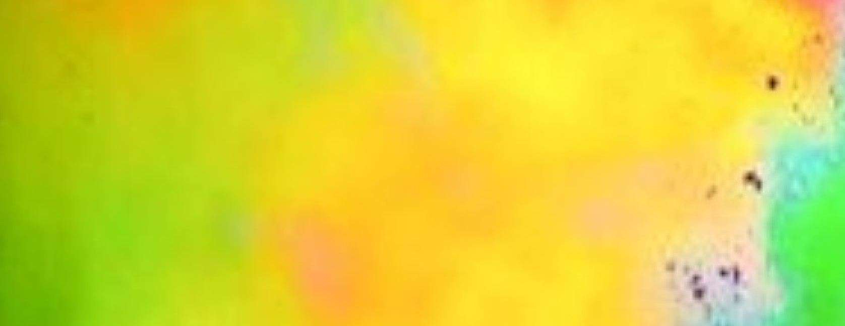 Holi Festival Tour